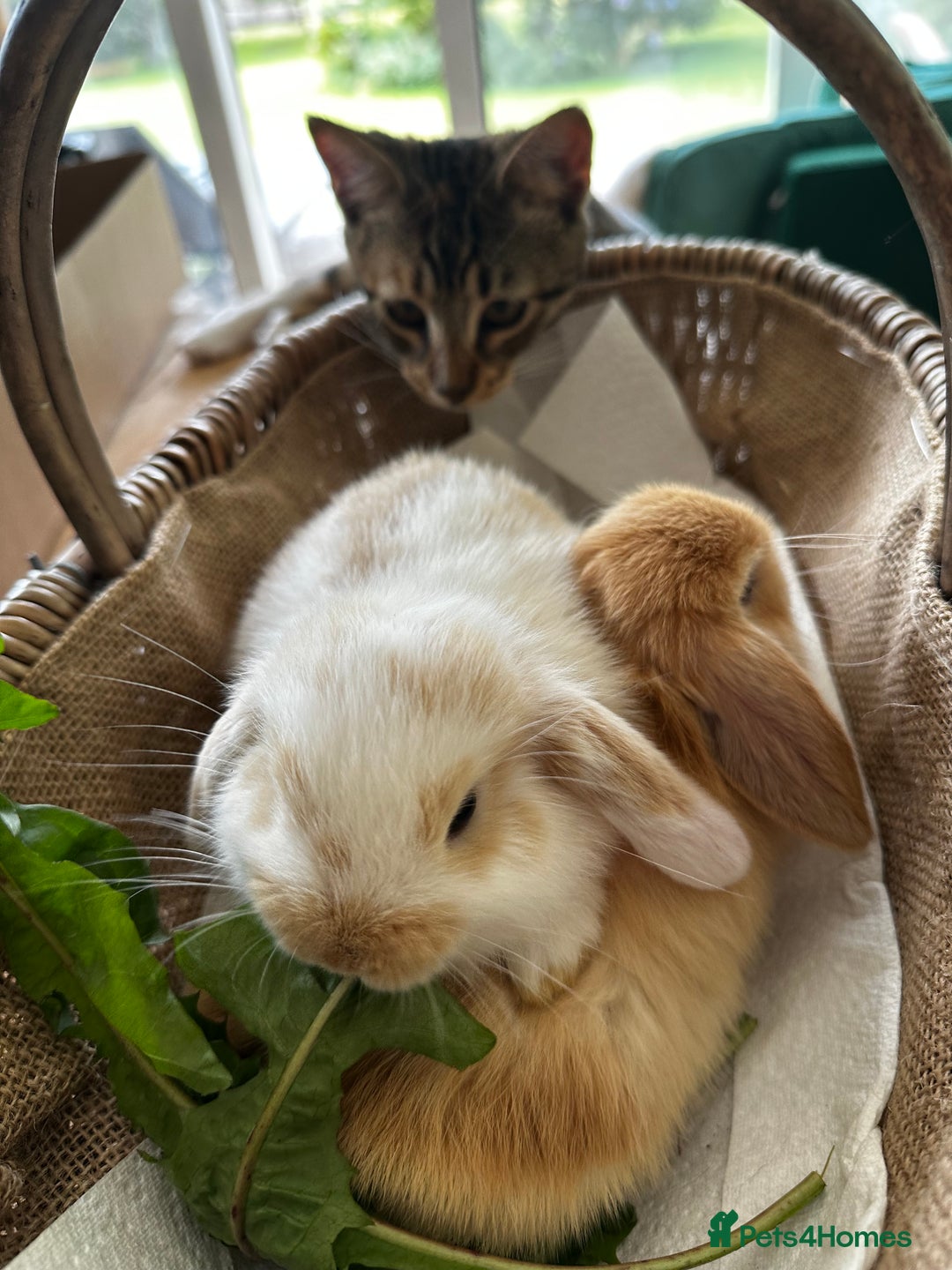 Mini Lop rabbits for sale: Mini lop baby bunnies, show parents - Image 12