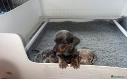 Dachshund dogs for sale: KC miniature dachshunds  in Middlesbrough - Image 18