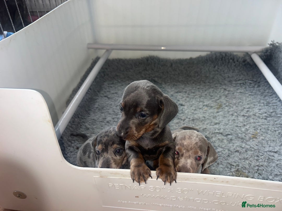 Dachshund dogs for sale: KC miniature dachshunds  in Middlesbrough - Image 18