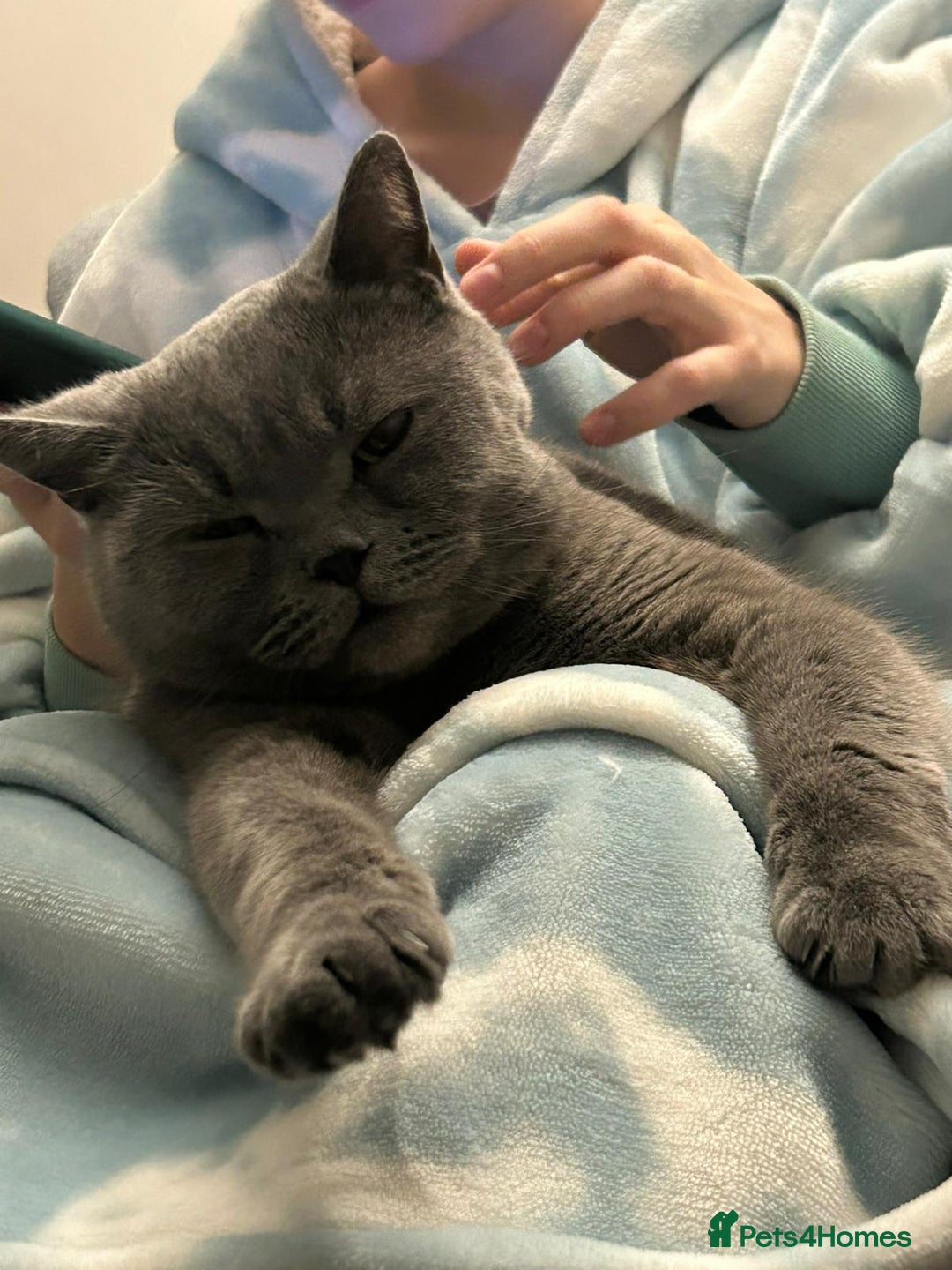 British Shorthair cats for sale: Beautiful British Blue needs a loving home - Advert 1