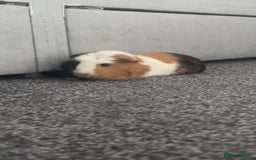Guinea Pig rodents for sale: 2 guinea pigs - Image 6