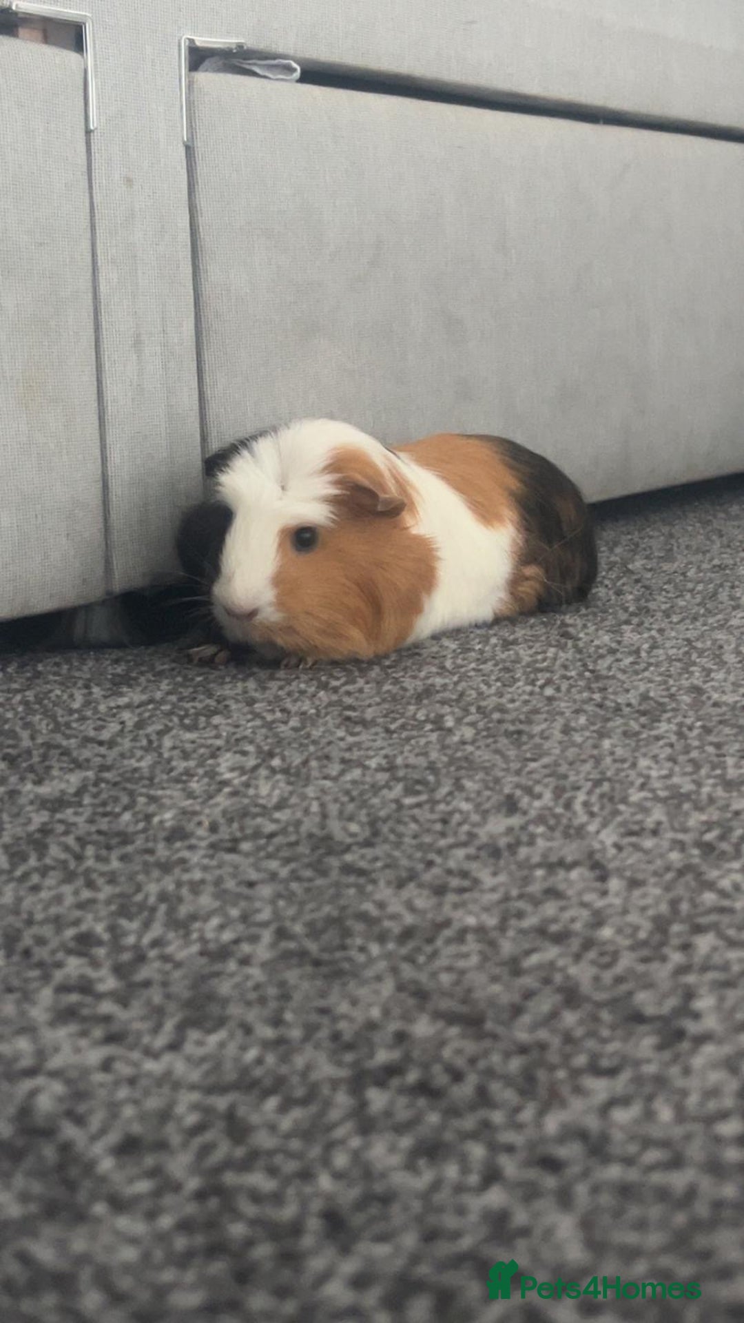 Guinea Pig rodents for sale: 2 guinea pigs - Image 6