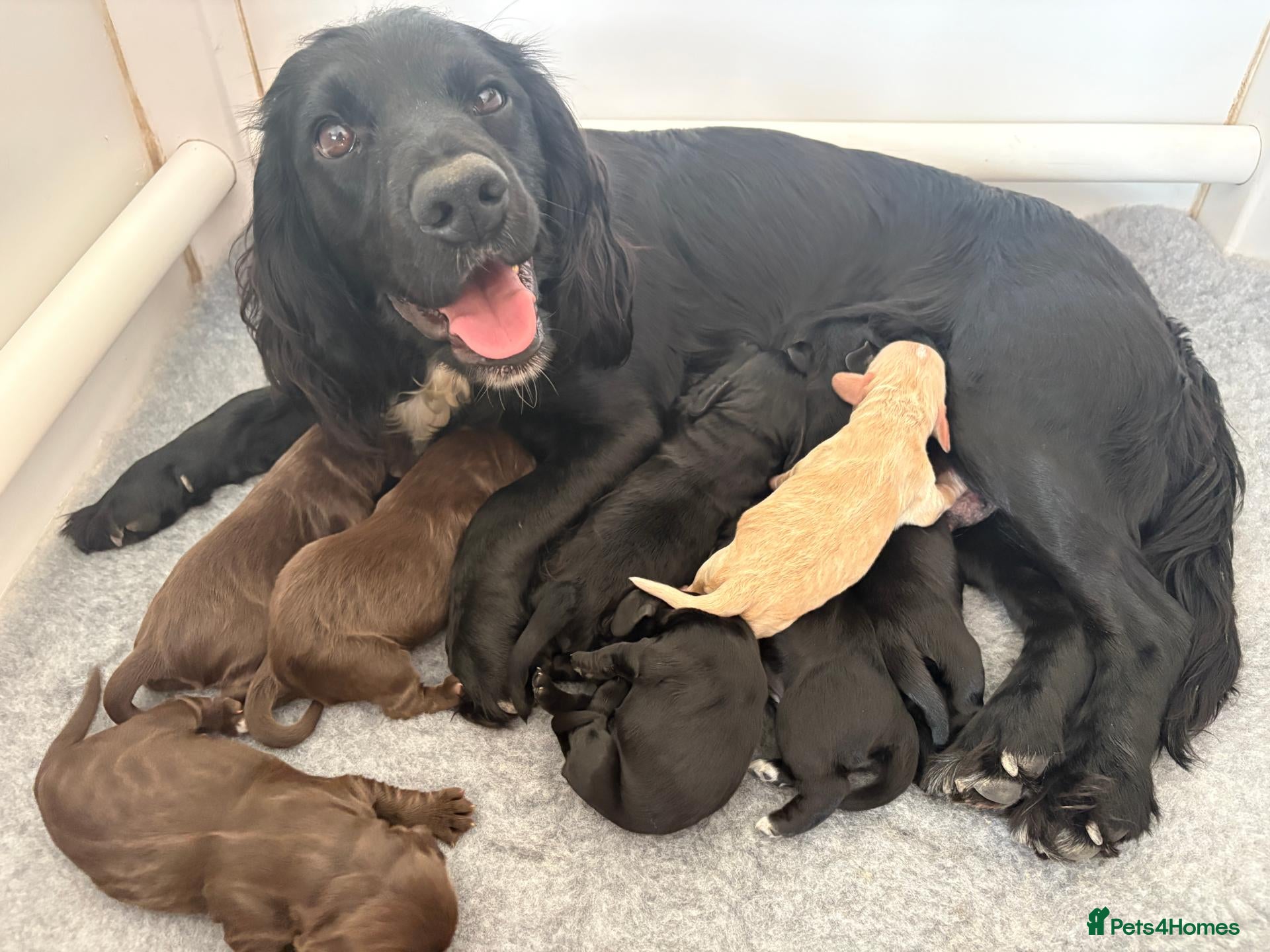 Cocker Spaniel dogs Gorgeous KC reg Cocker Spaniel pups (working type) - Advert 1