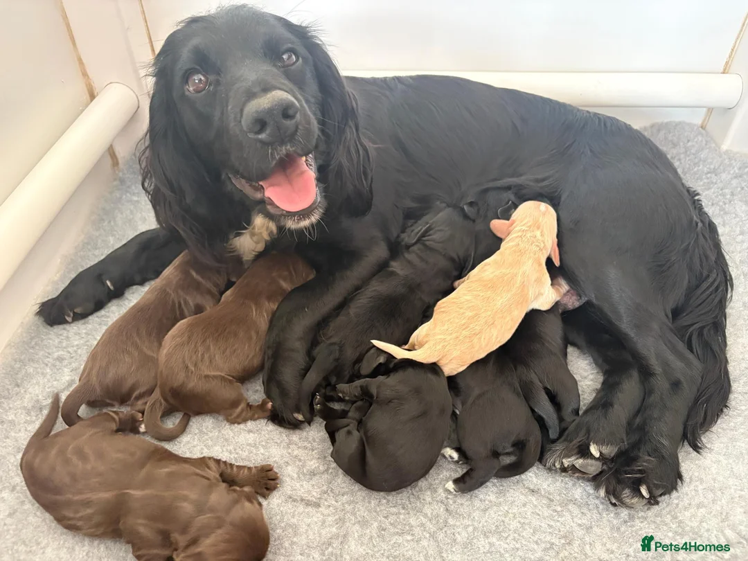 Cocker Spaniel dogs for sale: Gorgeous KC reg Cocker Spaniel pups (working type) - Advert 1