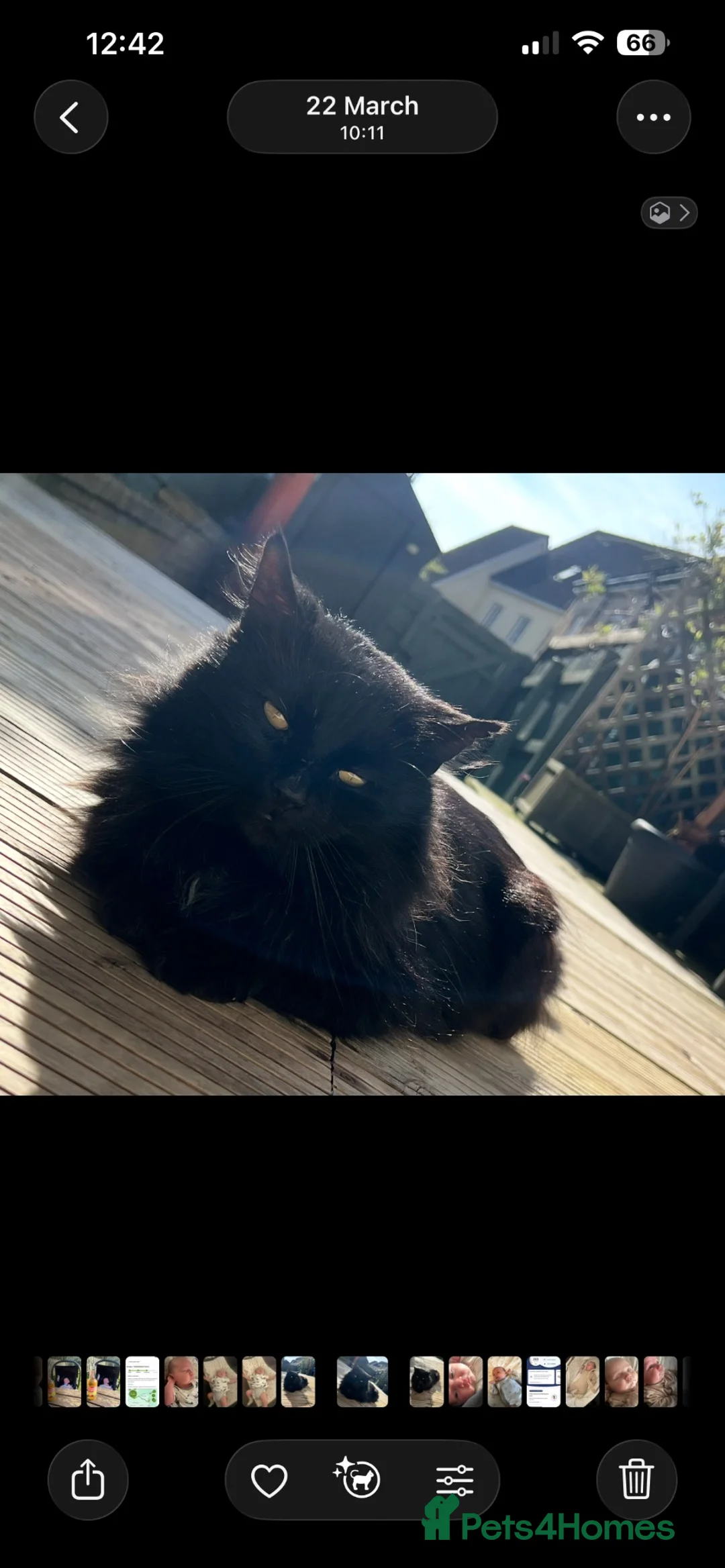 Mixed Breed cats for sale: Beautiful litter of Black fluffy kittens  in Wincanton - Advert 16
