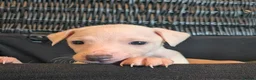 Italian Greyhound dogs for sale: Beautiful IGGY Puppies  - Advert 3