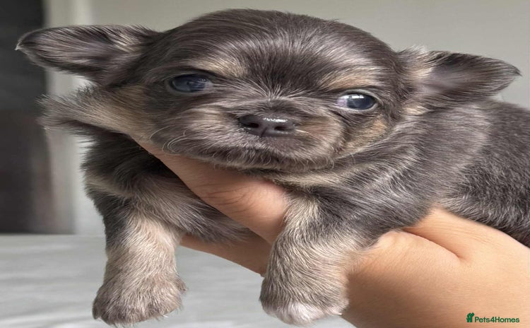 Chihuahua dogs - Advert 1