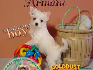 Yorkshire Terrier dogs Miniature Golddust Yorkshire Terrier (White-Gold) - Advert 4