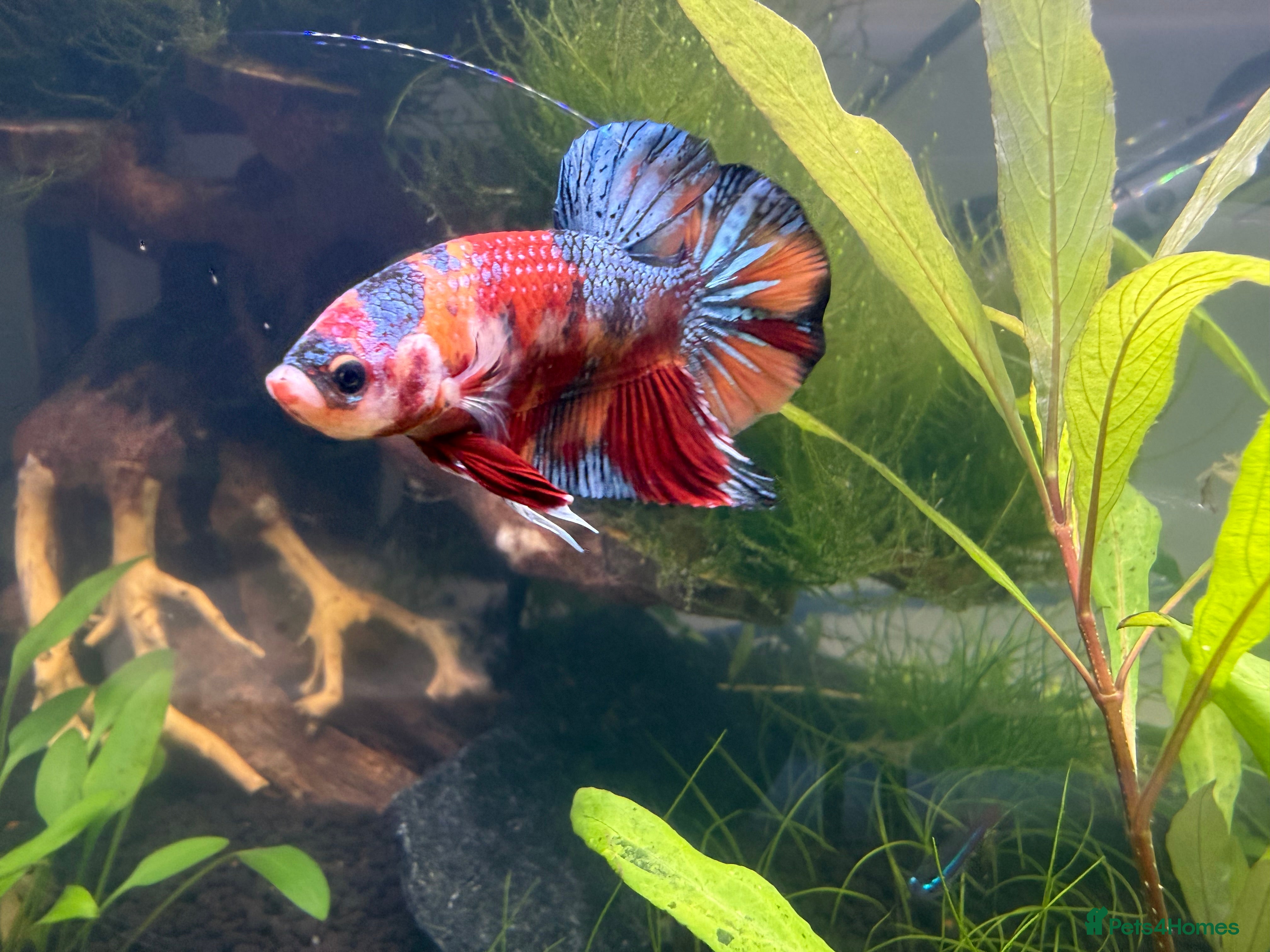 Bettas fish Betta fish and fish tank for sale - Advert 5