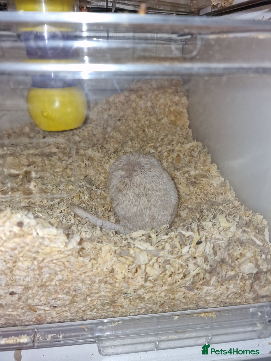 Gerbil rodents for sale: Rehoming the lovely Ringo & Elvis - Image 2