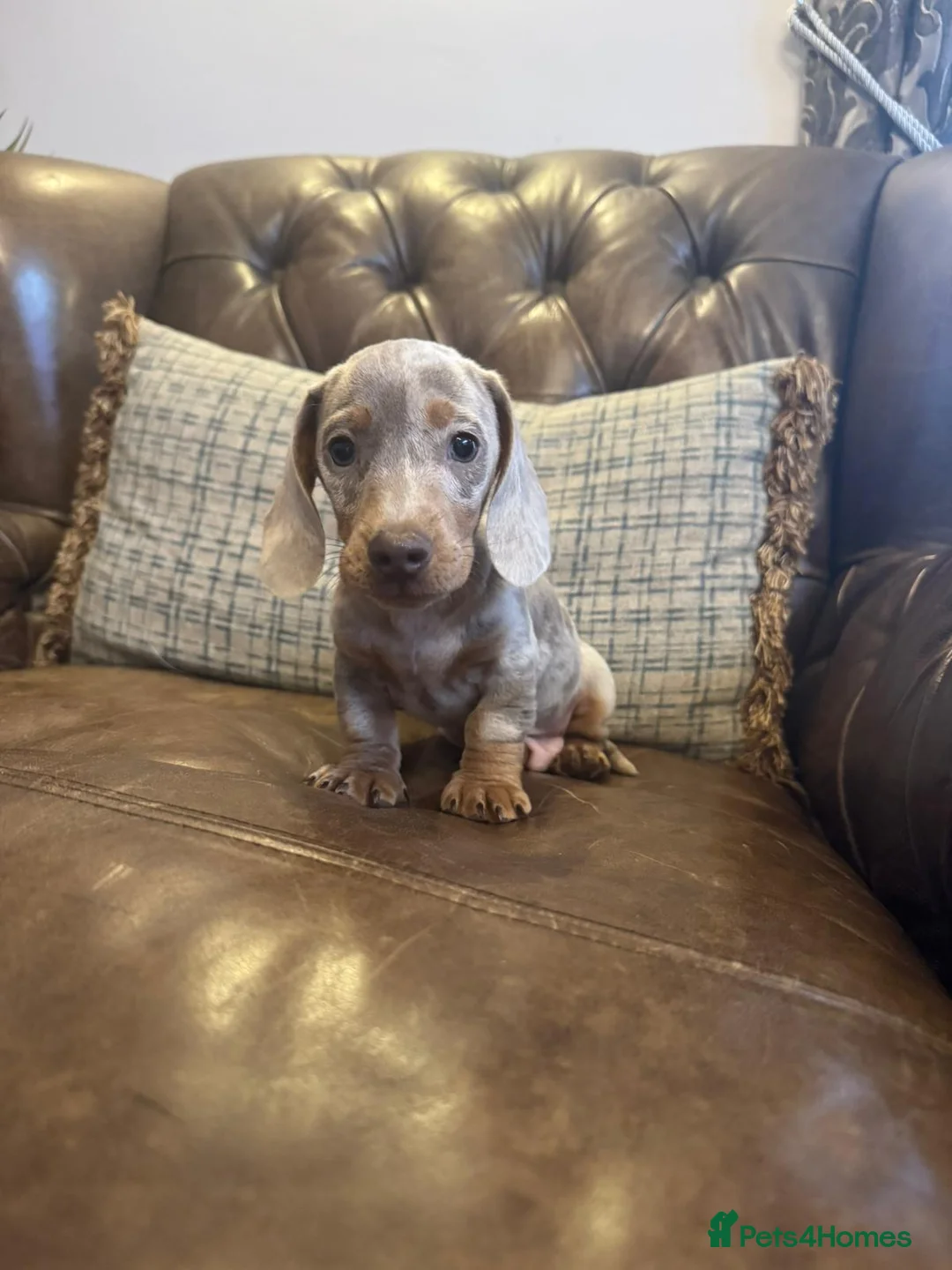 Dachshund dogs for sale: Miniature Dachshund Puppies  - Advert 2