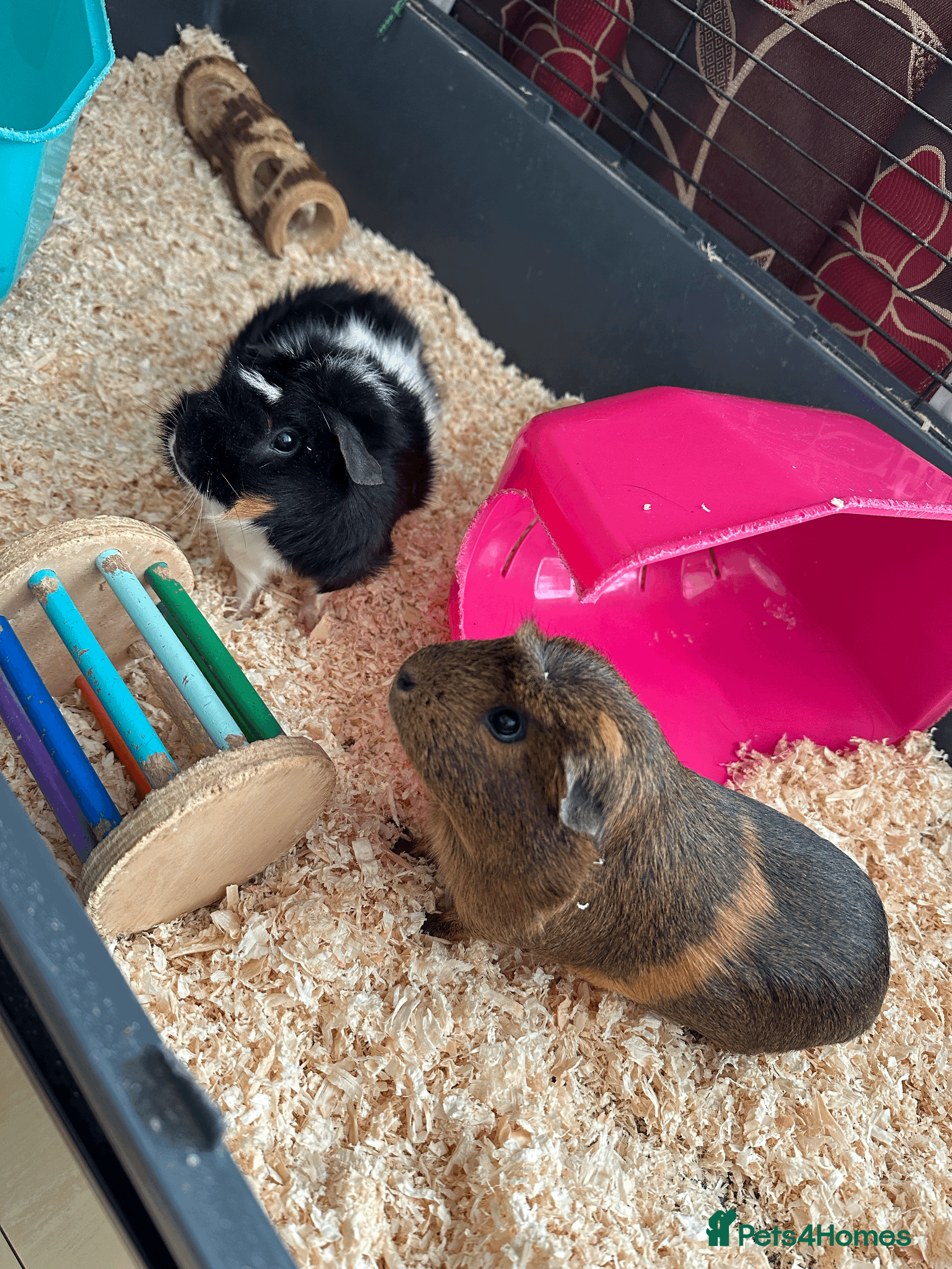 Guinea Pig rodents Female guinea pig pair (must stay together) - Advert 1