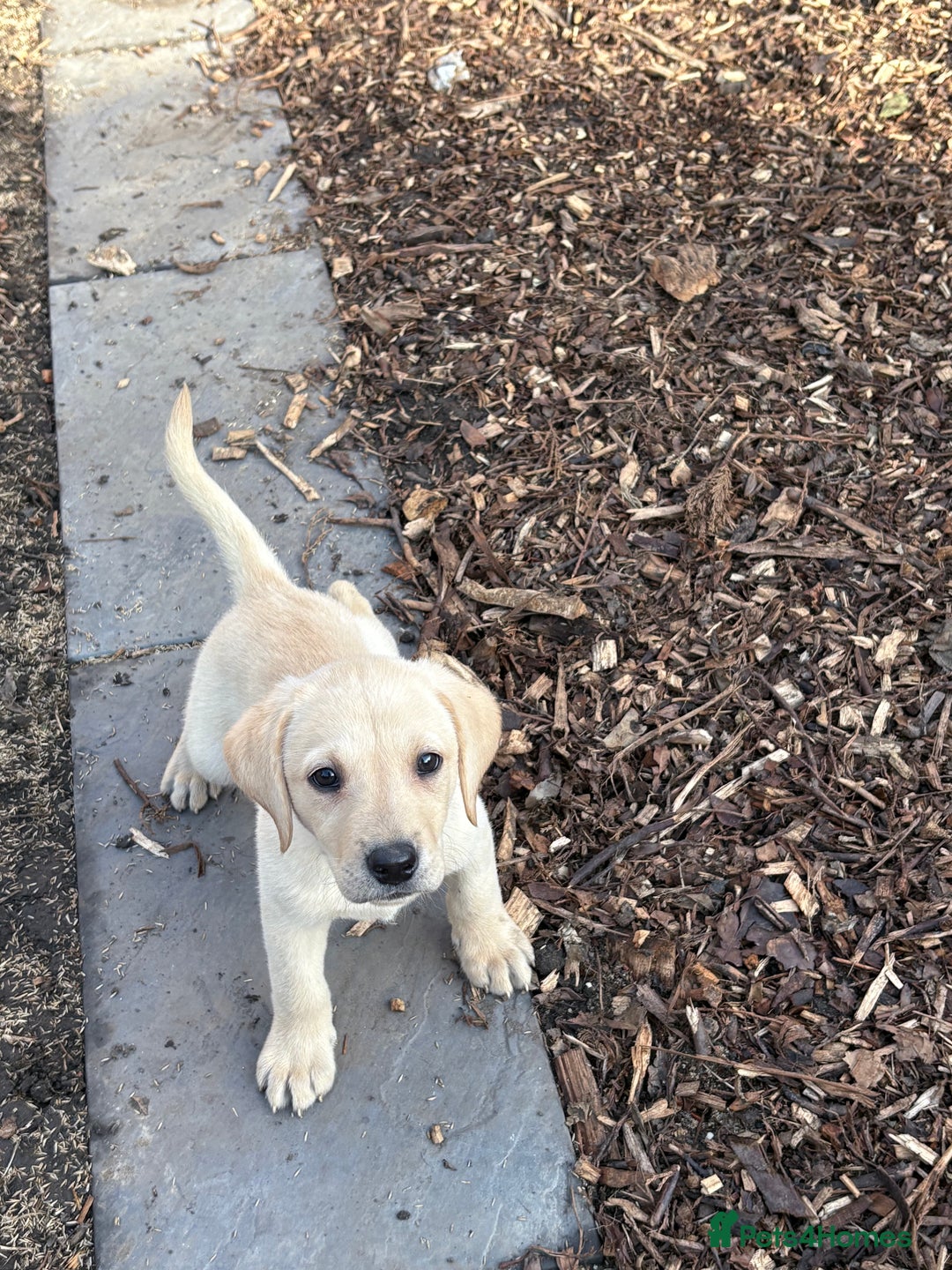 Labrador Retriever dogs for sale:  labrador retriever pups - Image 3