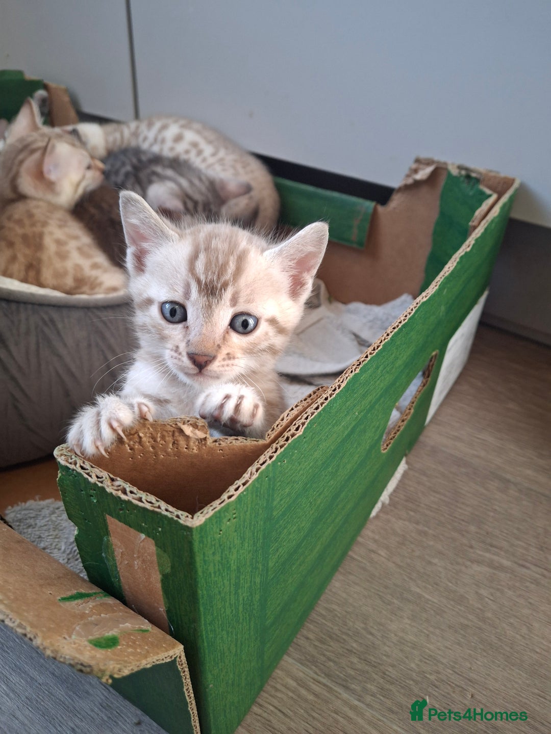 Bengal cats for sale: Beautiful bengal kittens  - Image 12