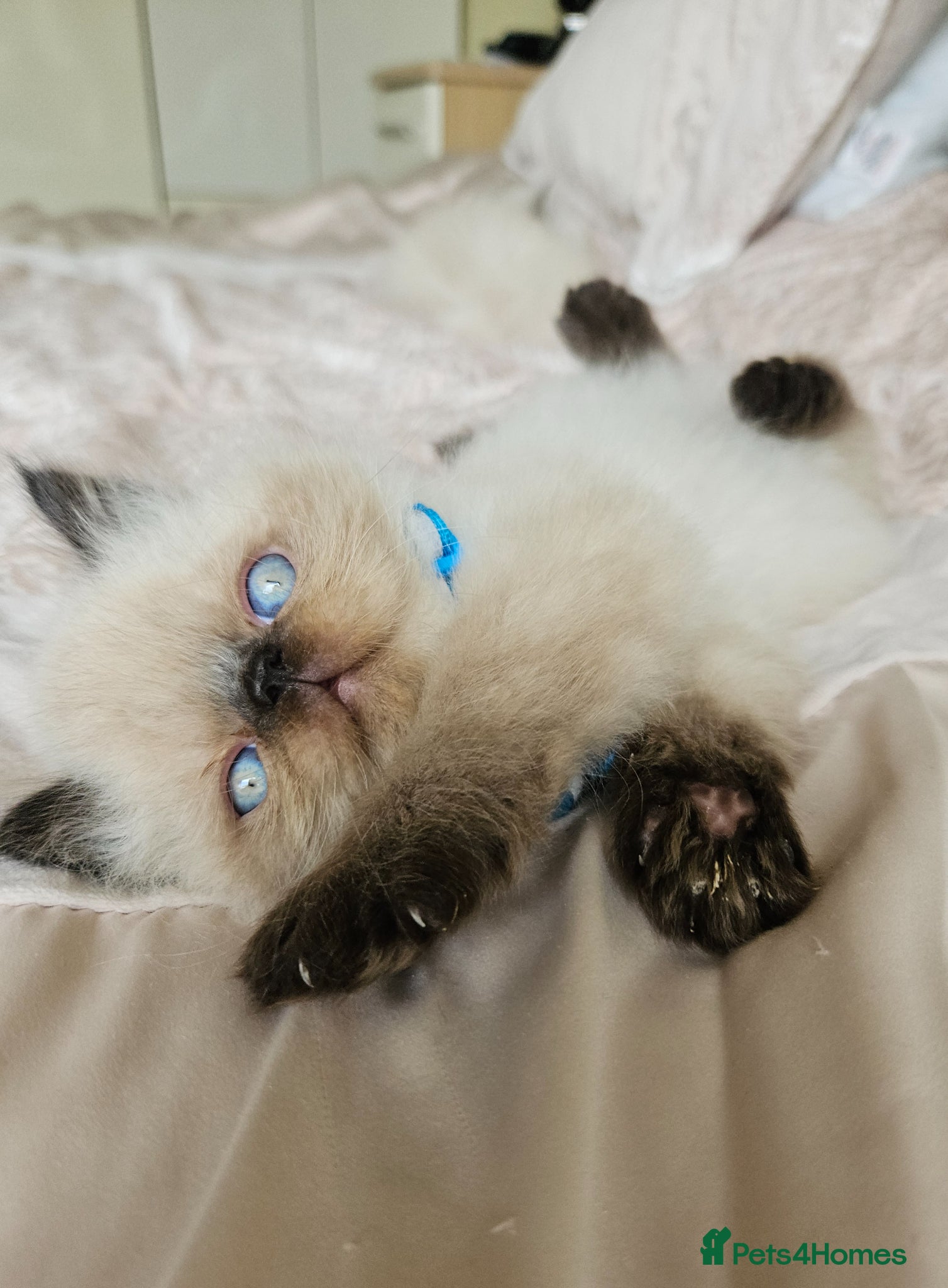 Persian cats for sale:  😻 Stunning Pedigree Persian Kittens😻 - Advert 8