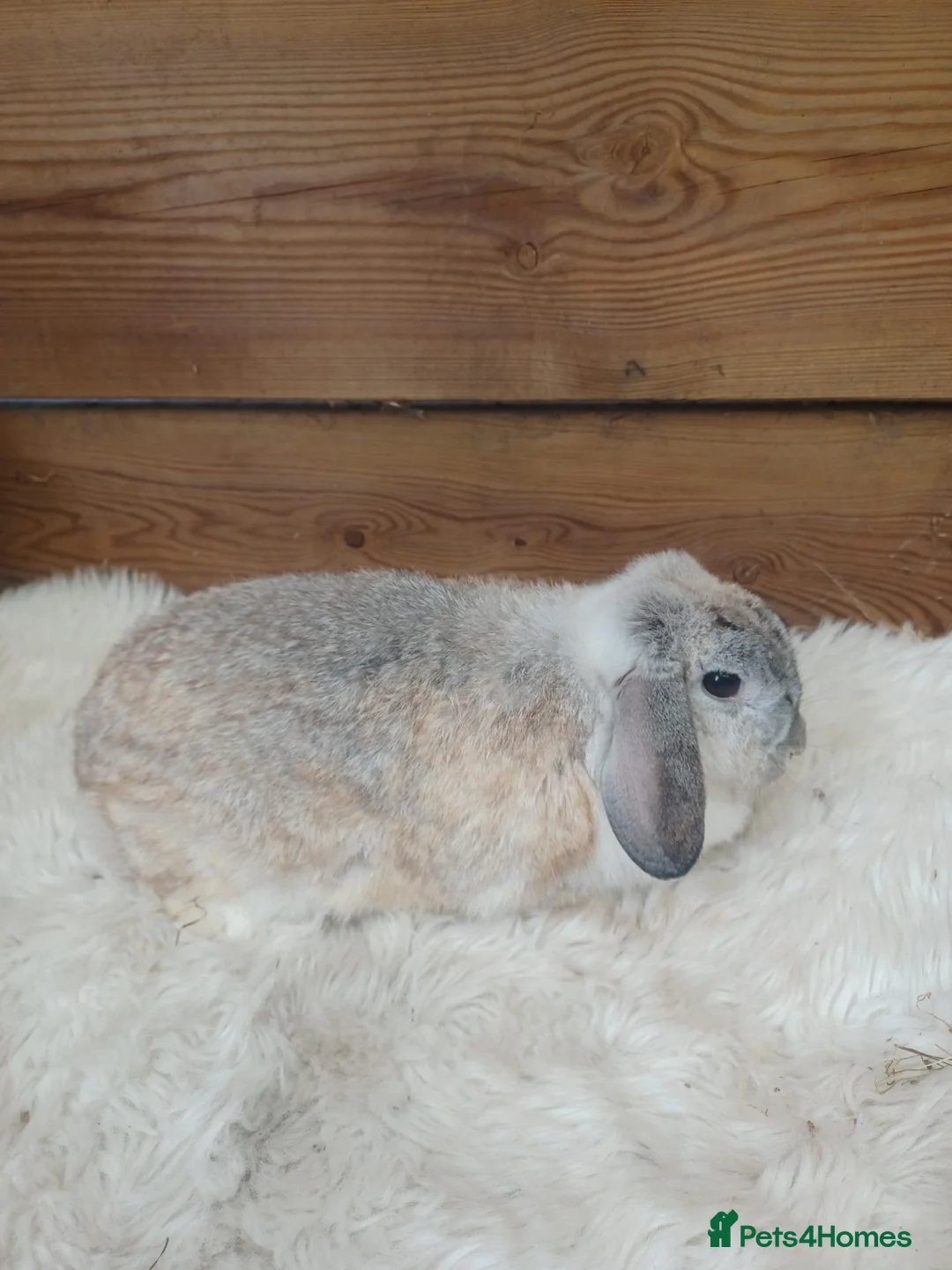 English Lop rabbits for sale: Lop doe Stoke on trent  - Advert 2