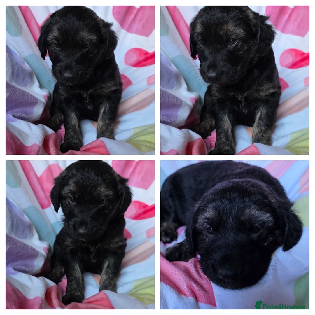 Mixed Breed dogs for sale: Golden shepherds - Advert 6