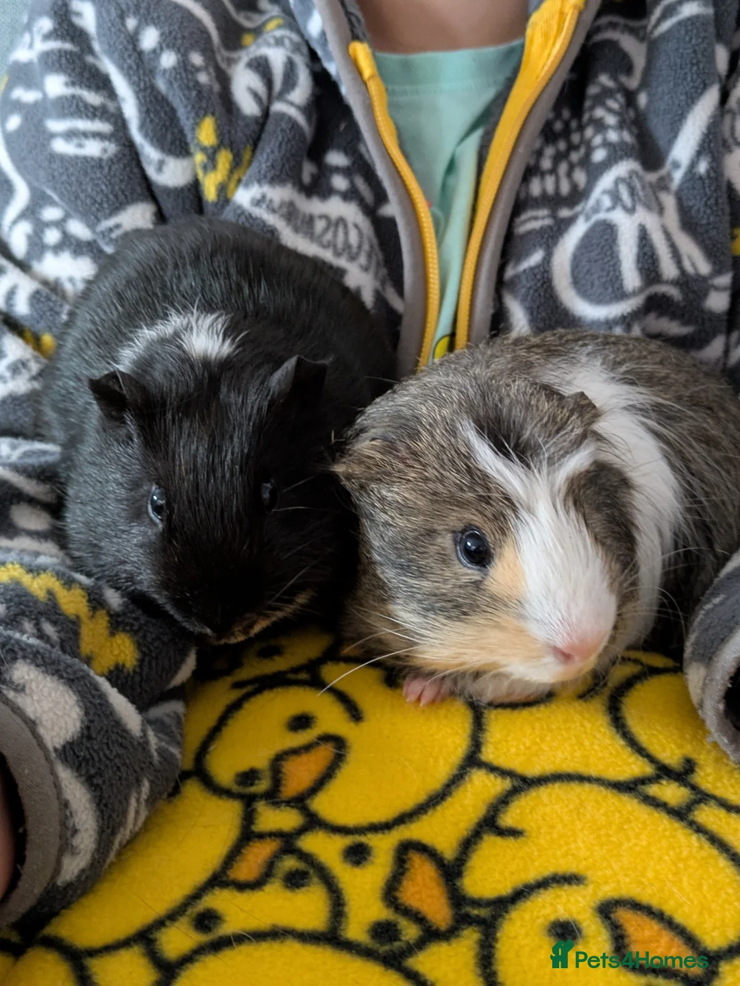Guinea Pig rodents for sale: Pair of bonded baby boys  - Advert 2