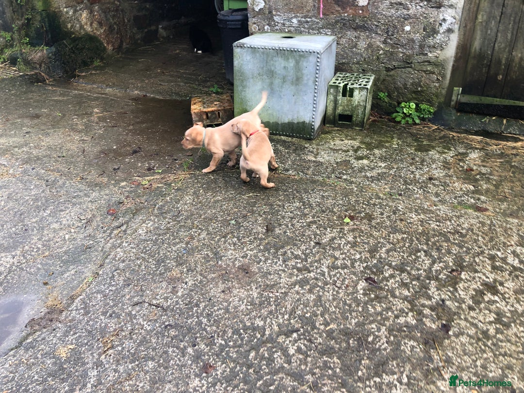 Labrador Retriever dogs for sale: Kc registered Labrador puppies(2 remaining) - Advert 10