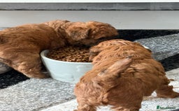 Maltipoo dogs for sale: Outstanding Malshipoo puppies - Image 28