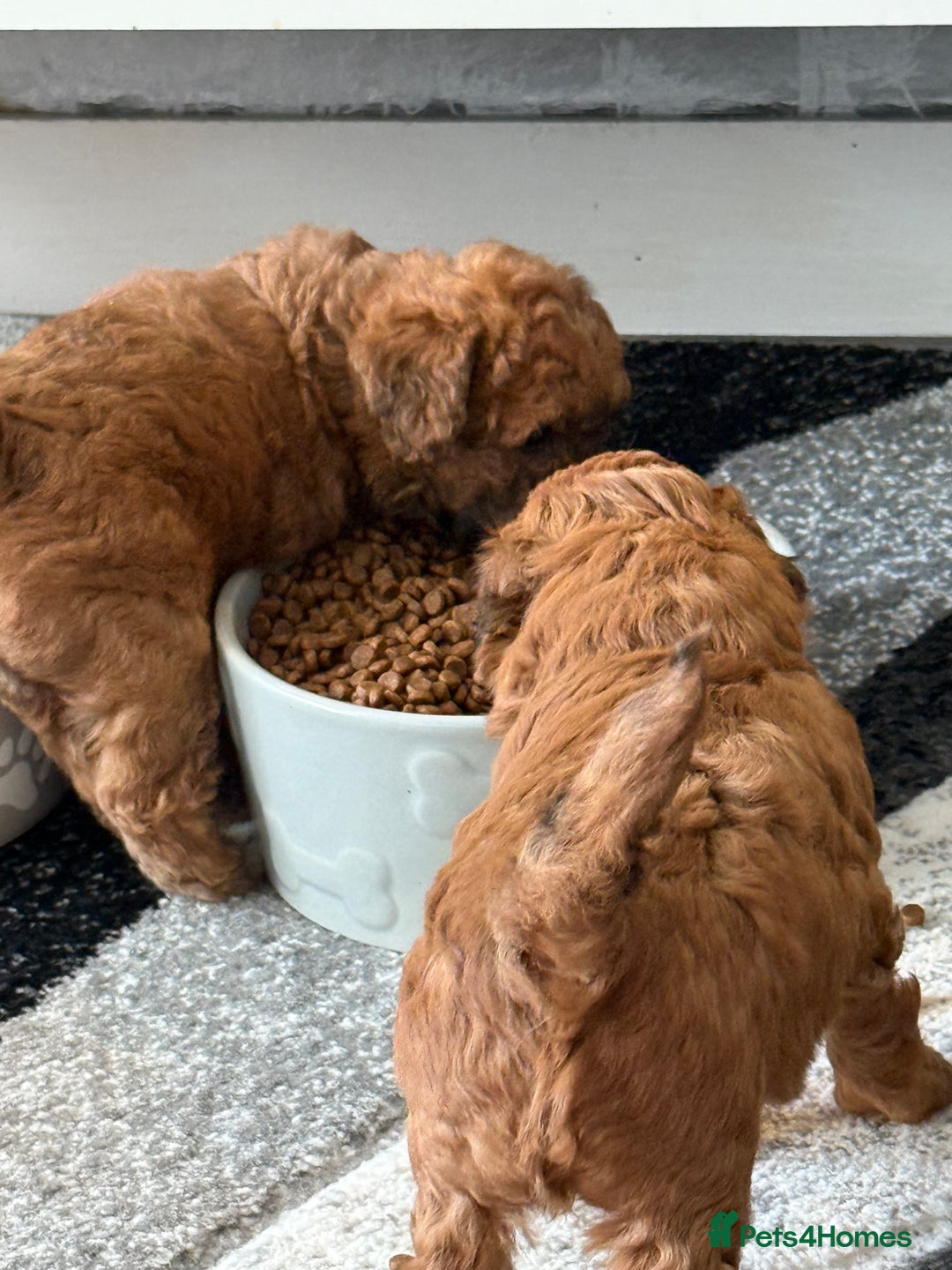 Maltipoo dogs for sale: Outstanding Malshipoo puppies - Image 28
