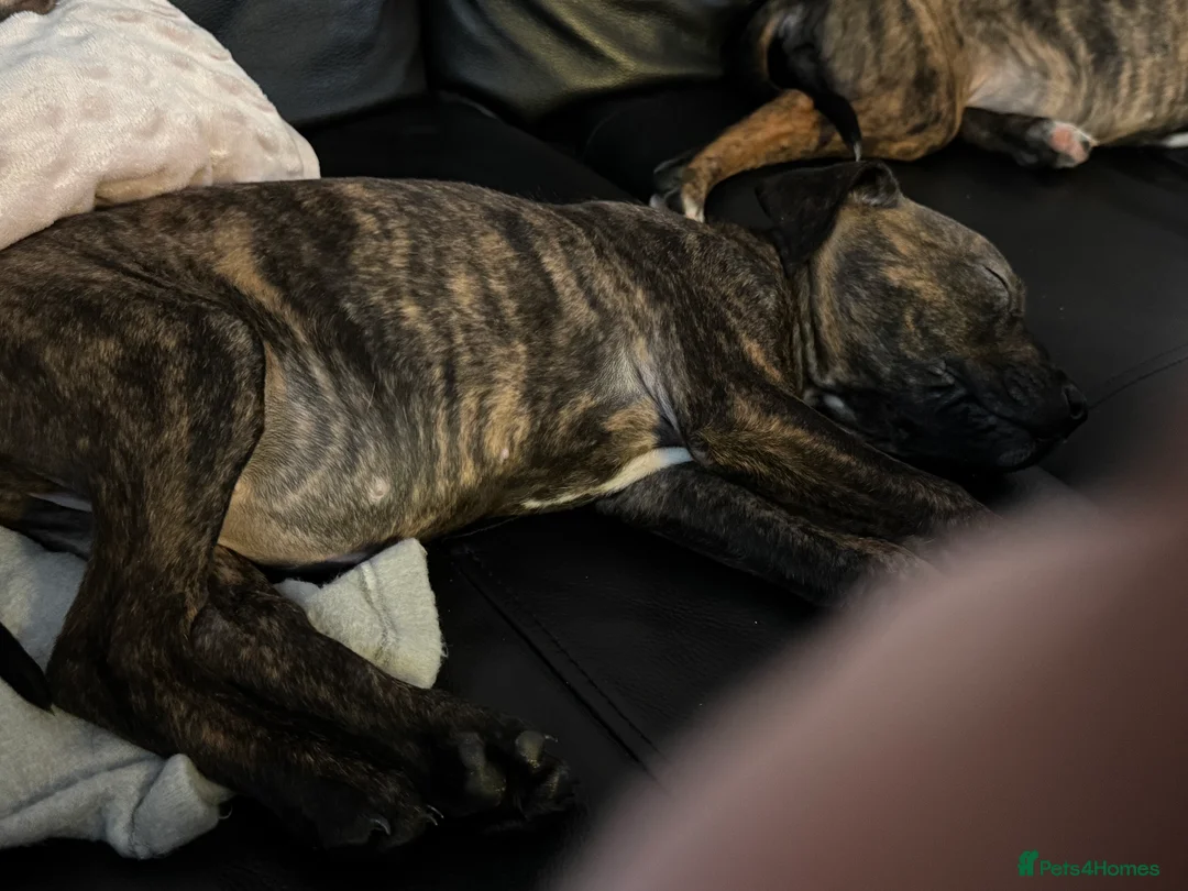 Staffordshire Bull Terrier dogs for sale: Staffie pups - Advert 3