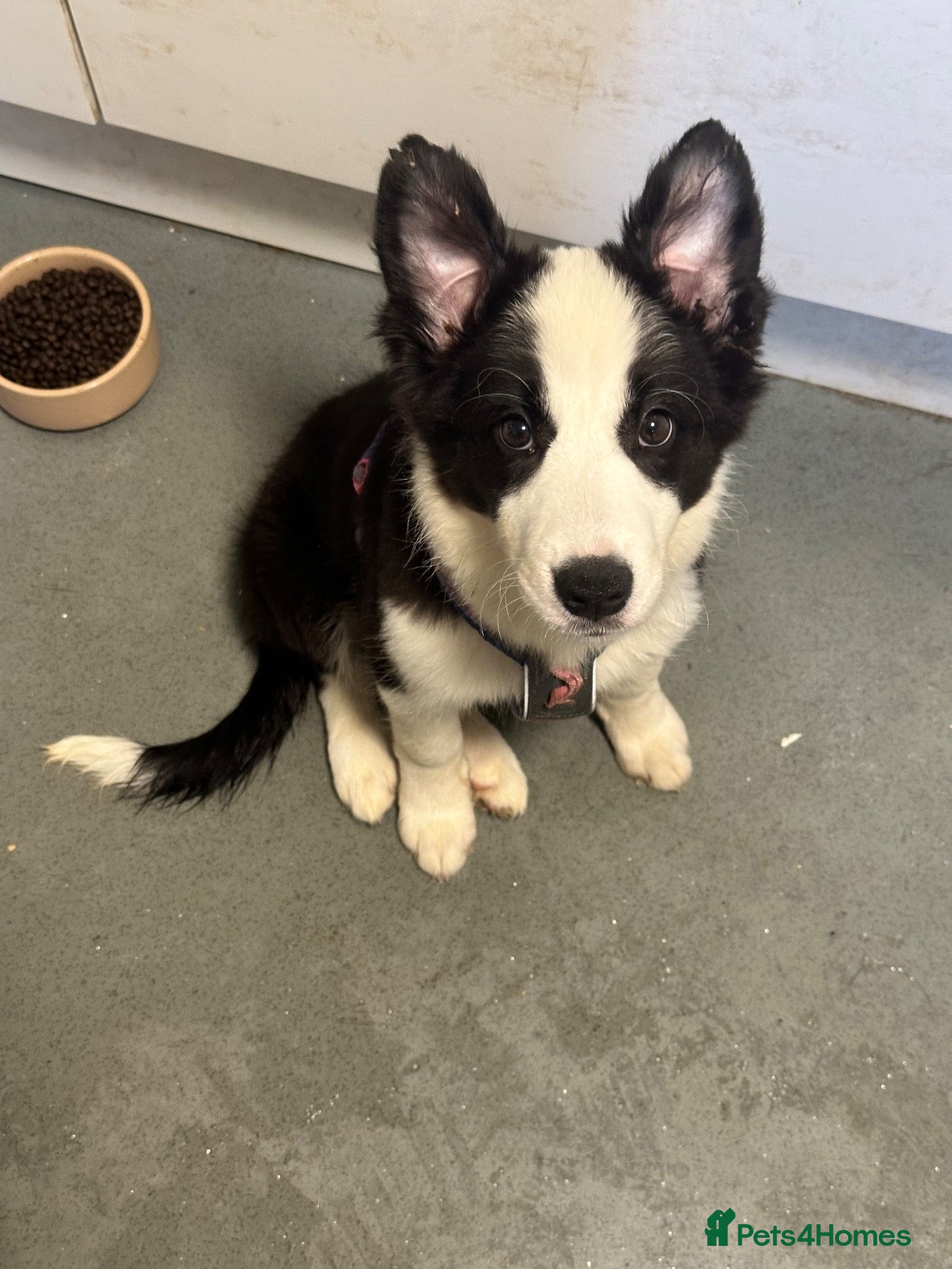 Border Collie dogs Health Tested, KC reg girl ready to go! - Advert 2
