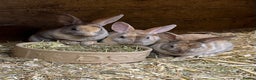 Rex rabbits for sale: mini rex, buck and doe - Advert 1