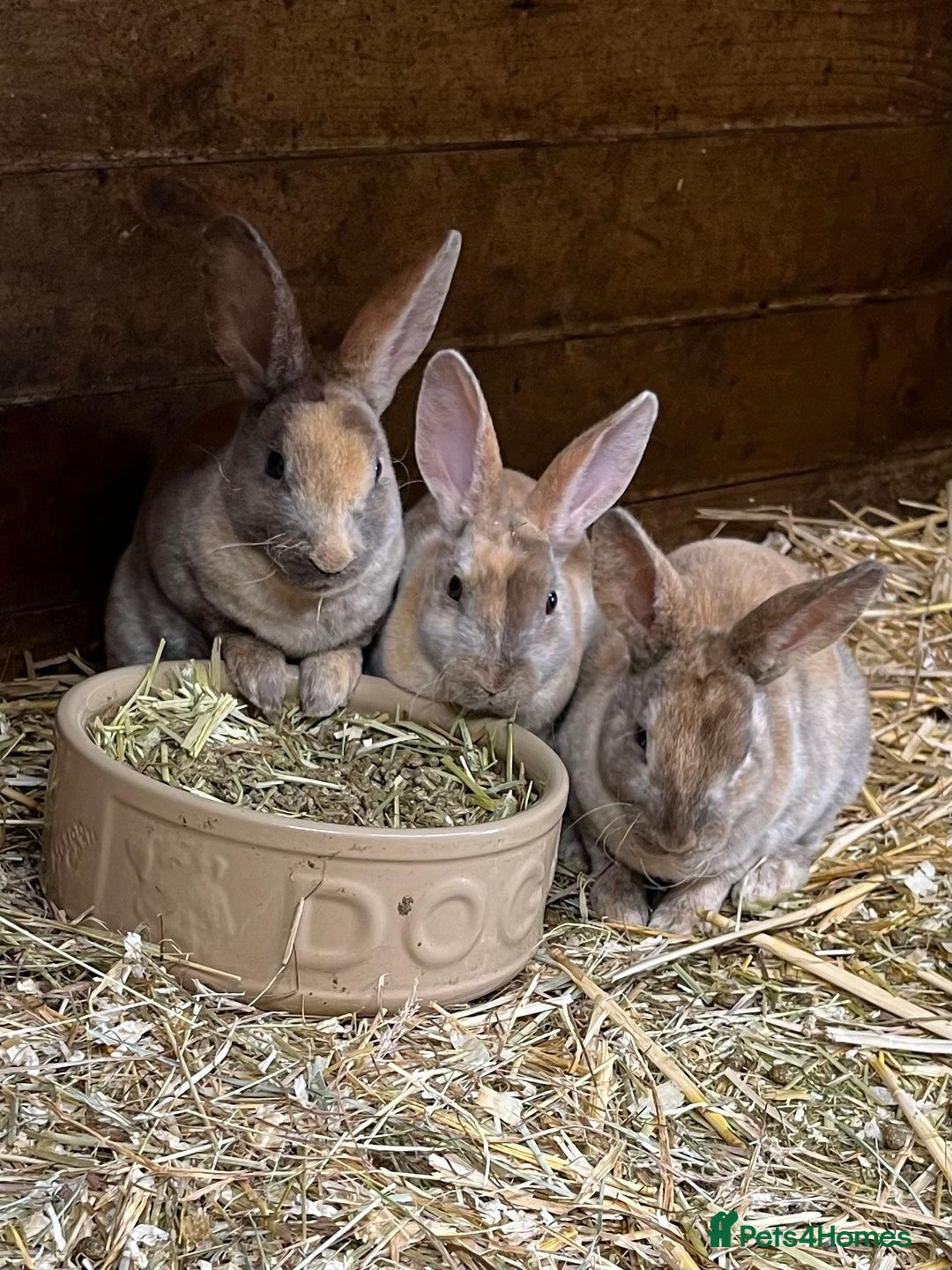 Rex rabbits for sale: mini rex, buck and doe - Advert 1