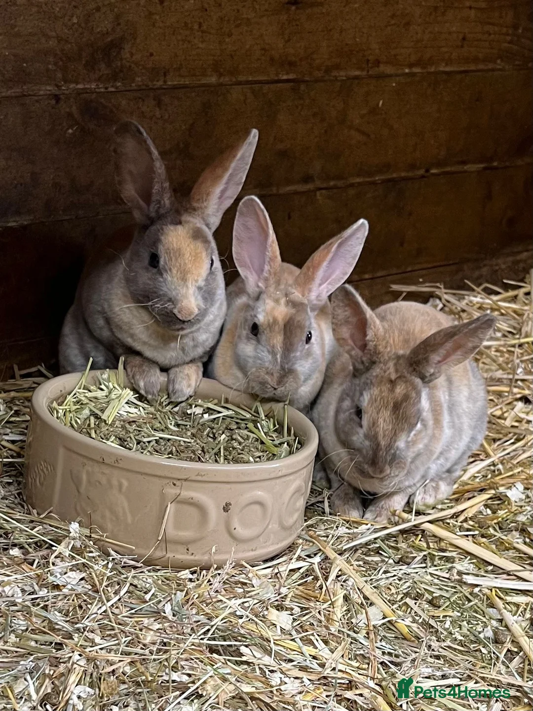 Rex rabbits for sale: mini rex, buck and doe - Advert 1