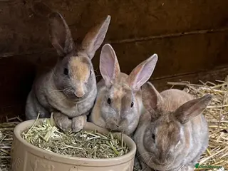 Rex rabbits mini rex, buck - Advert 3