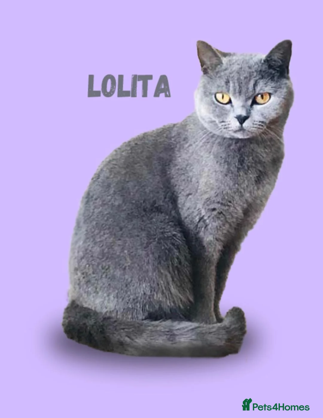 British Shorthair cats for sale: Our last gorgeous girl - Advert 2