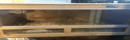 Quail poultry for sale: CHINESE PAINTED BUTTON QUAILS & VIVARIUM ! - Advert 4