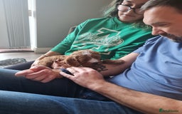 Cavapoo dogs for stud: Handsome Cavapoo for Stud - Image 5