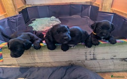 Springador dogs for sale: Springador puppies  - Image 7