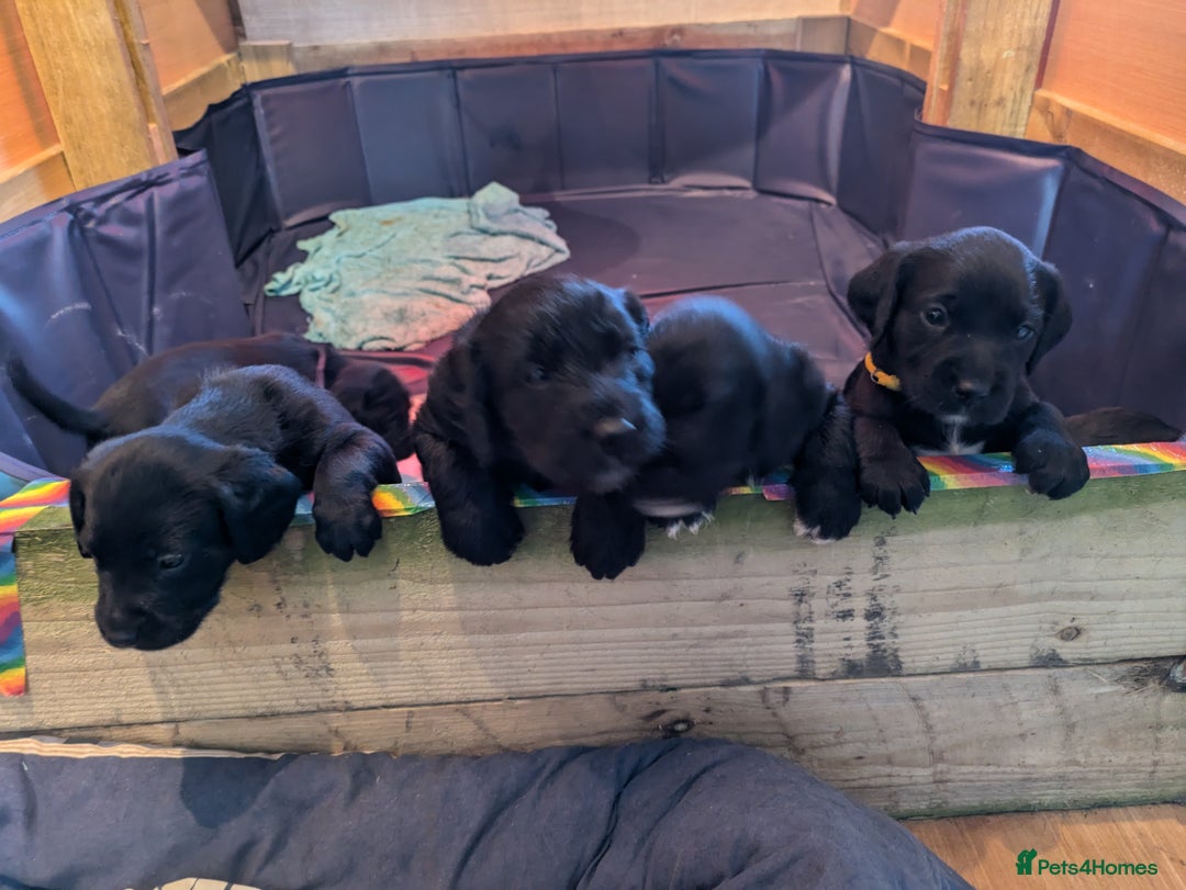 Springador dogs for sale: Springador puppies  - Image 7