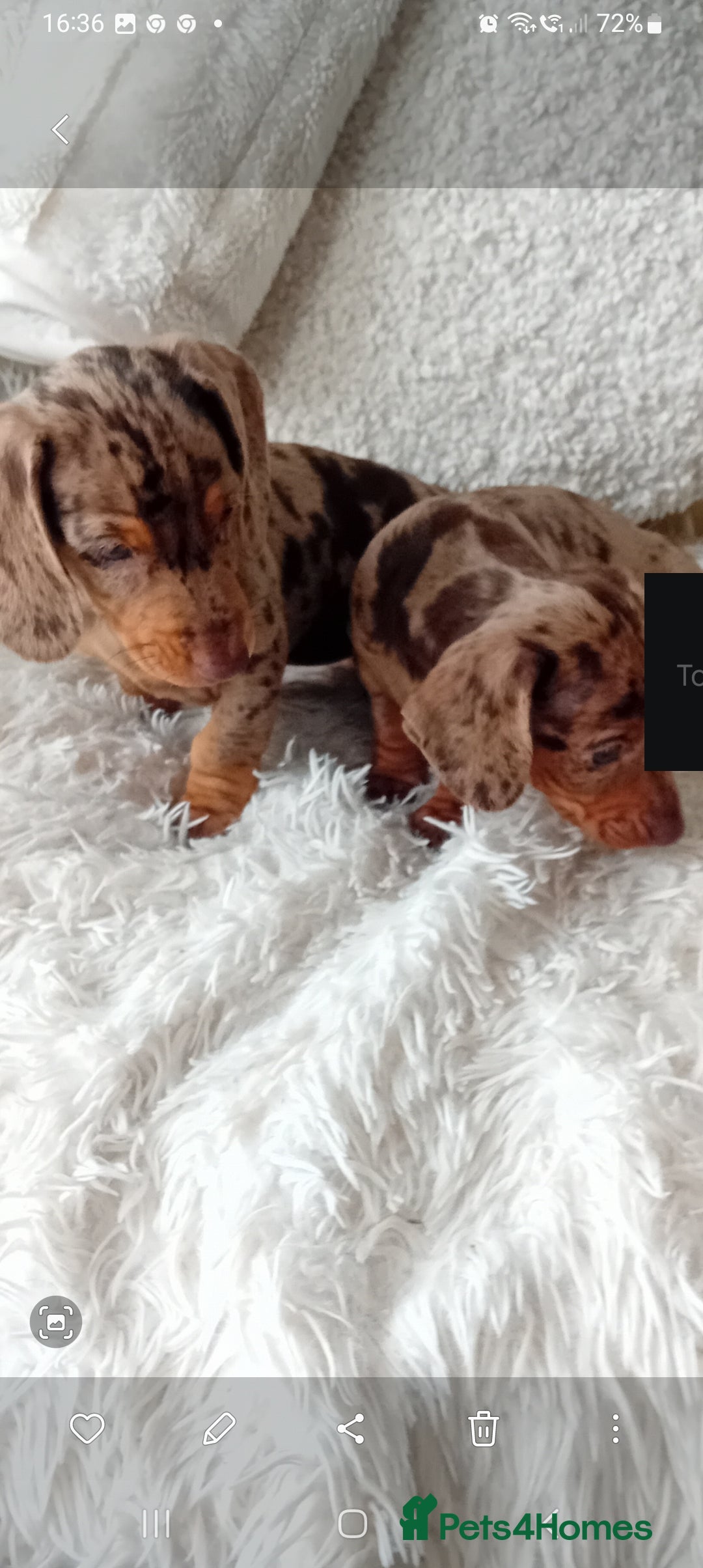 Miniature Dachshund dogs for sale: 2 dapple girls - Advert 11