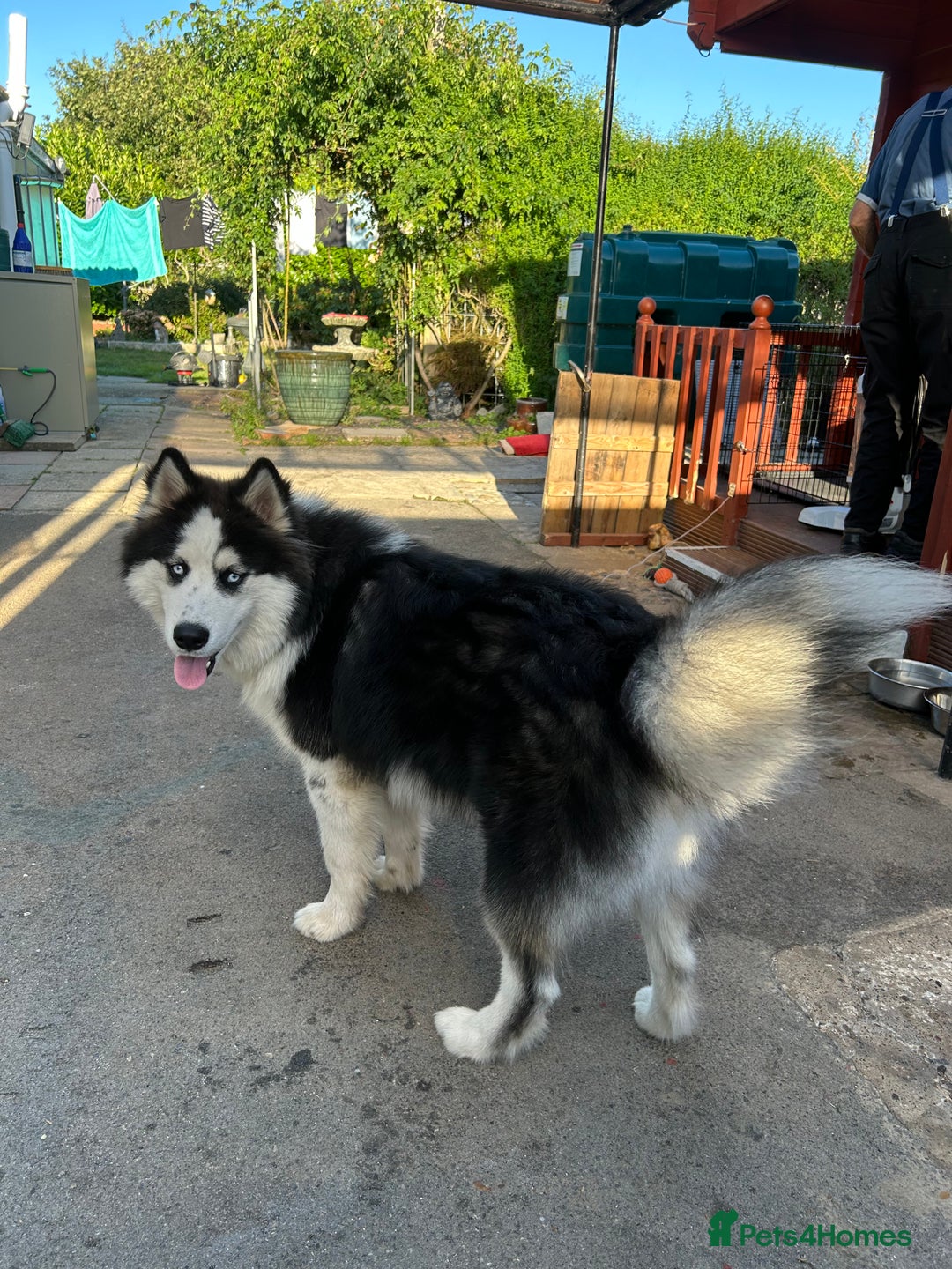 Siberian Husky dogs for sale: Siberian husky x  - Advert 2