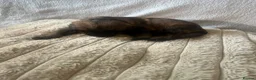 German Shepherd dogs for sale: 11 beautiful German shepherd puppies  in Ipswich - Advert 3