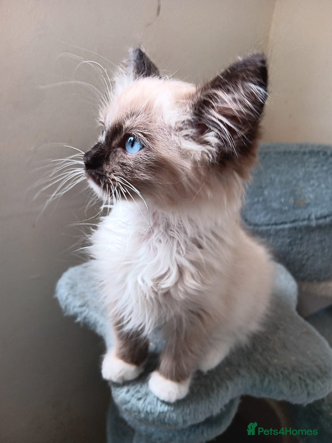 Ragdoll cats for sale: Ragdoll kittens for sale  - Image 6