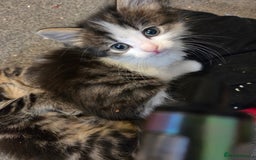 Mixed Breed cats for sale: Kittens ready now - Image 3