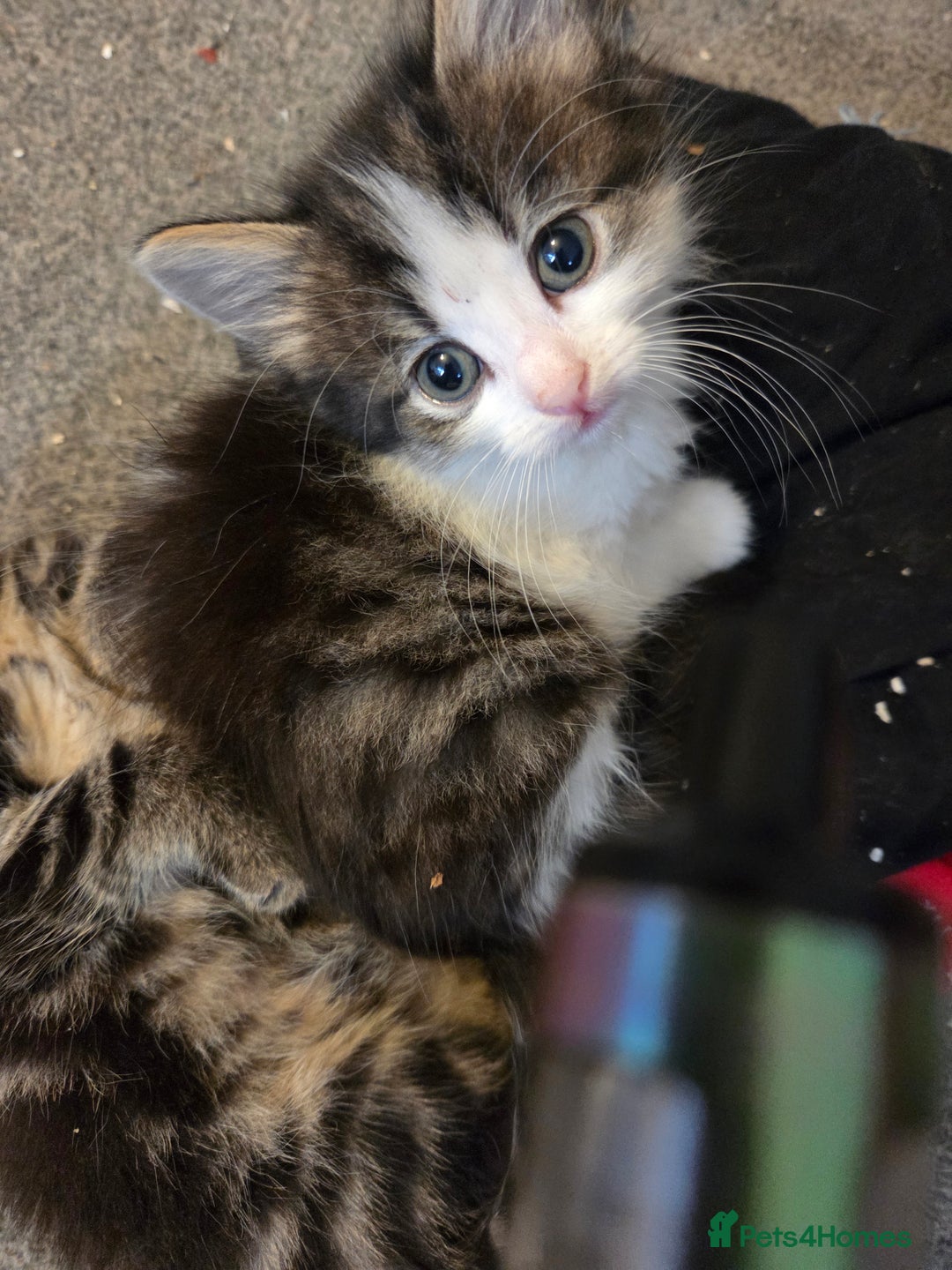 Mixed Breed cats for sale: Kittens ready now - Image 3