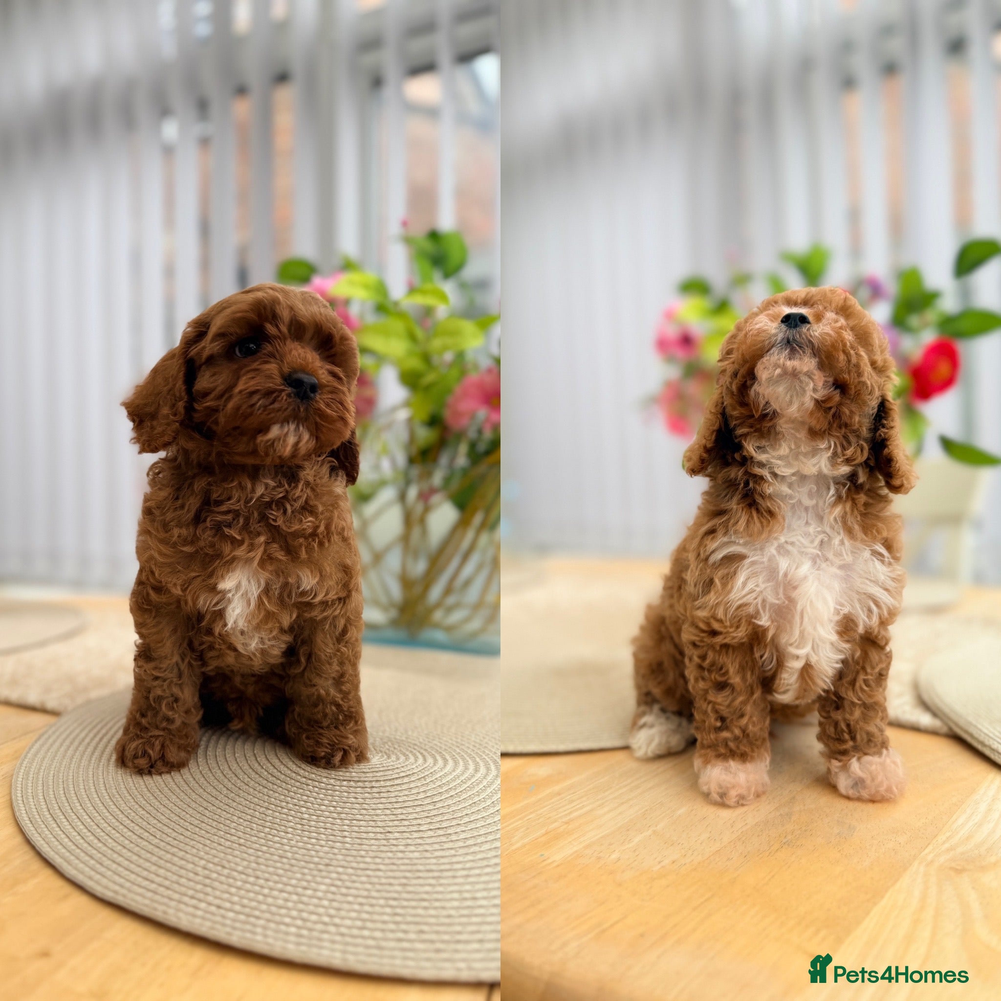 Cavapoo dogs Ready NOW only TWO boys left! F1bb Toy Cavapoos - Advert 5