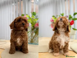 Cavapoo dogs Ready NOW only TWO boys left! F1bb Toy Cavapoos - Advert 1