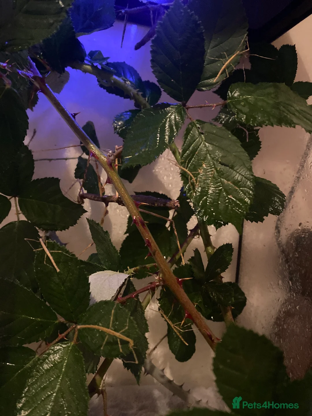 Stick Insects invertebrates for sale: Zompros Stick Insect (Parapachymorpha zompro) - Advert 2