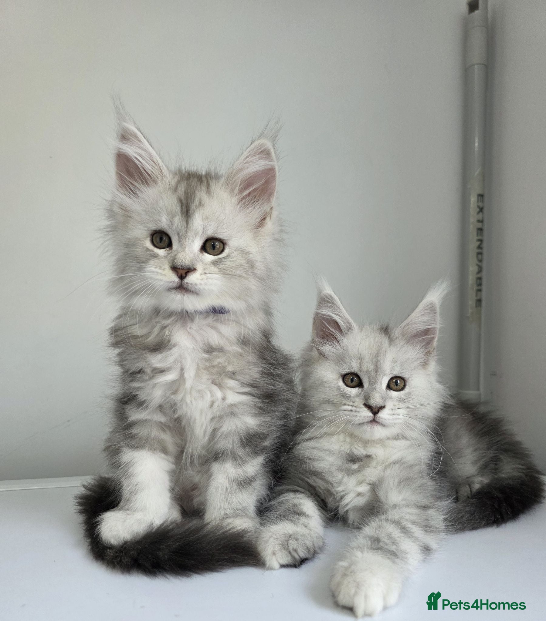 Maine Coon cats 🐾 Maine Coon Kittens Looking for Loving Homes 🐾 - Advert 1