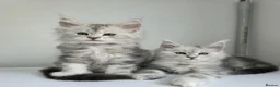 Maine Coon cats for sale: 🐾 Maine Coon Kittens Looking for Loving Homes 🐾 - Advert 1