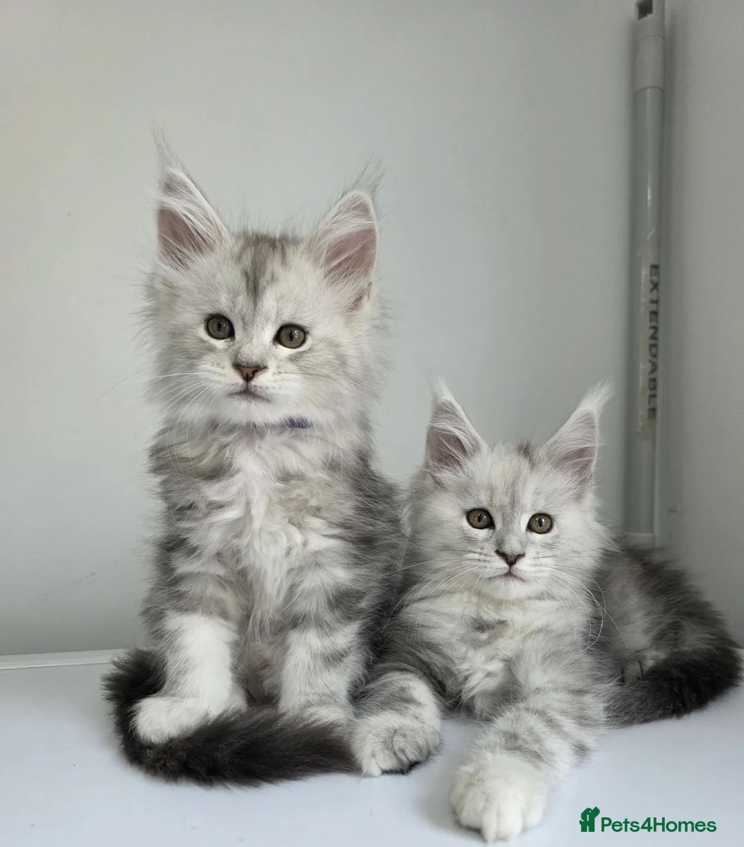 Maine Coon cats for sale: 🐾 Maine Coon Kittens Looking for Loving Homes 🐾 - Advert 1