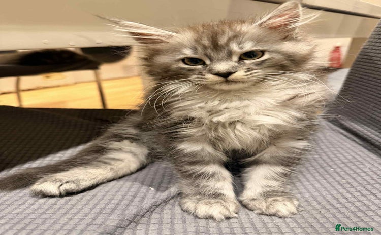 Maine Coon cats - Advert 12