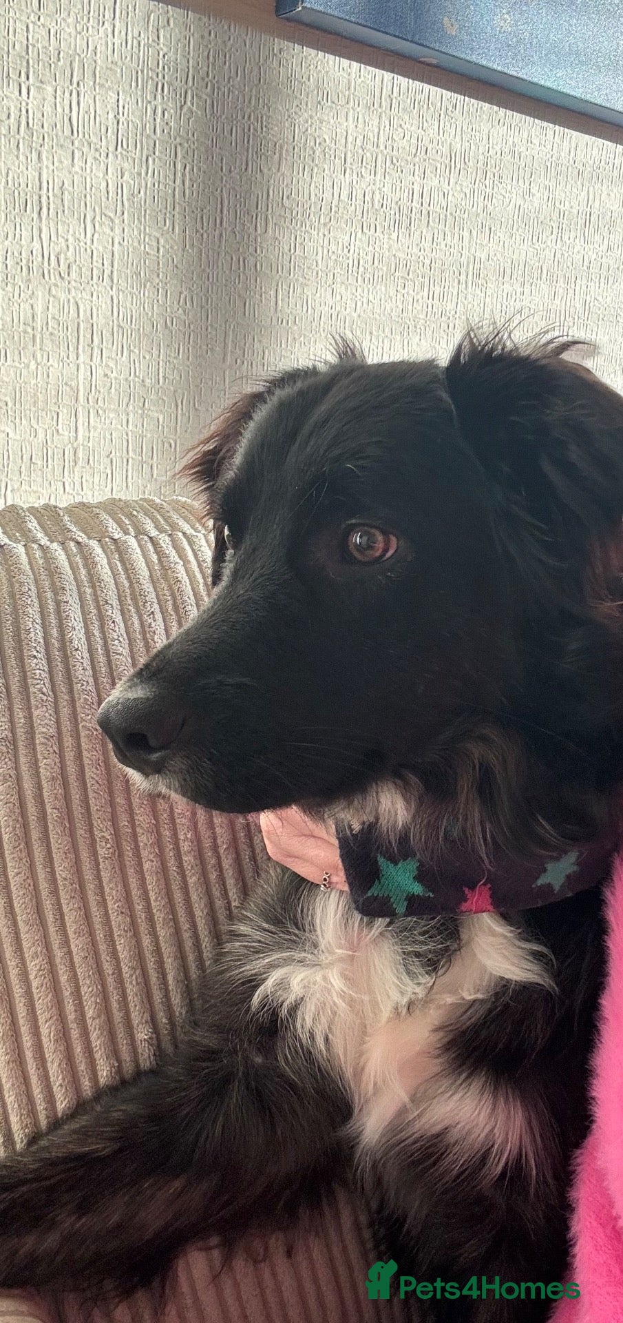 Mixed Breed dogs Golden retriever x Border collie pup - Advert 19